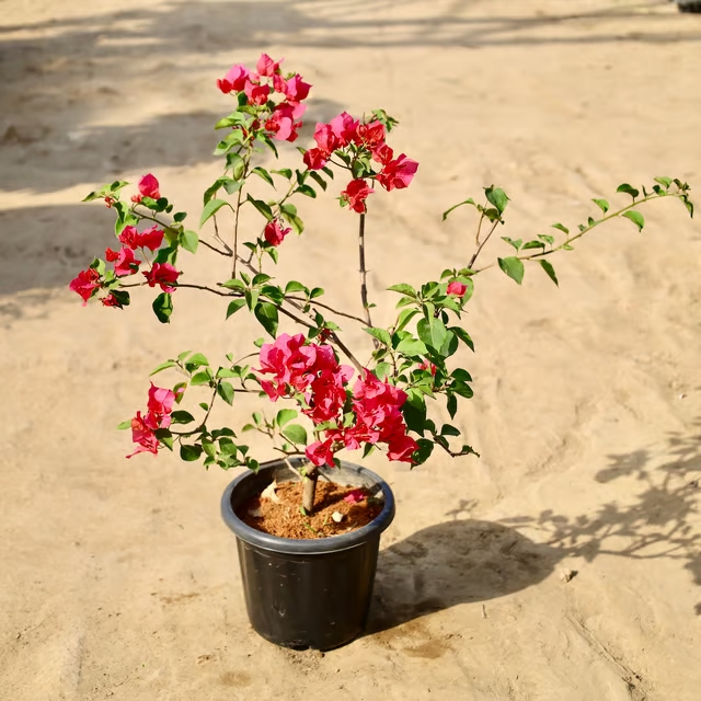 bougainvillea plant