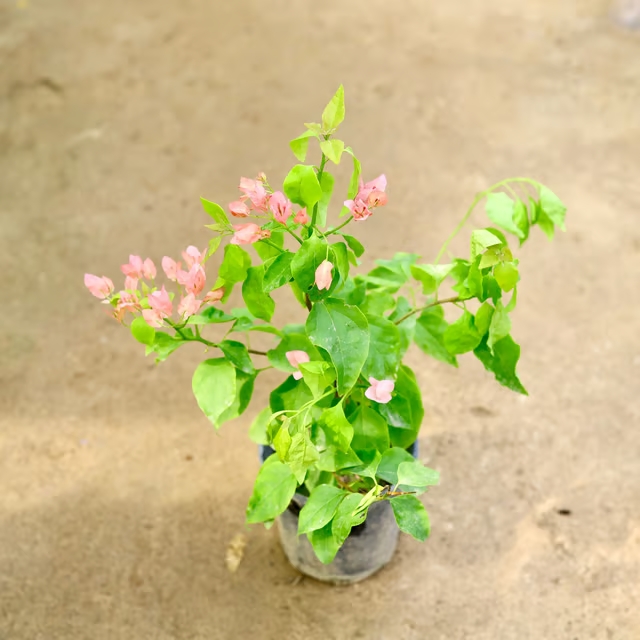 bougainvillea plant 2