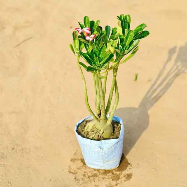 adenium