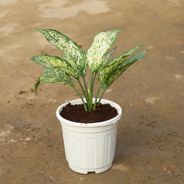 agloanima plant