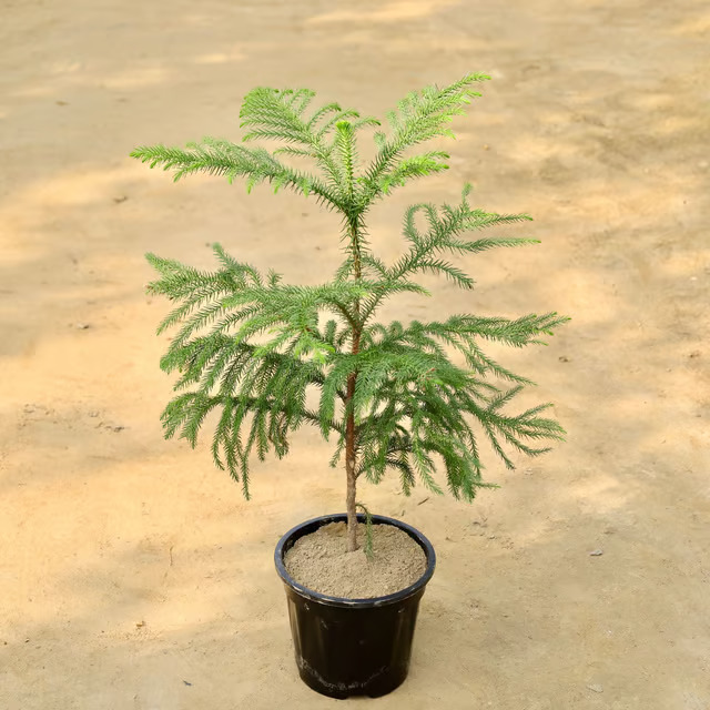 ashoka plant