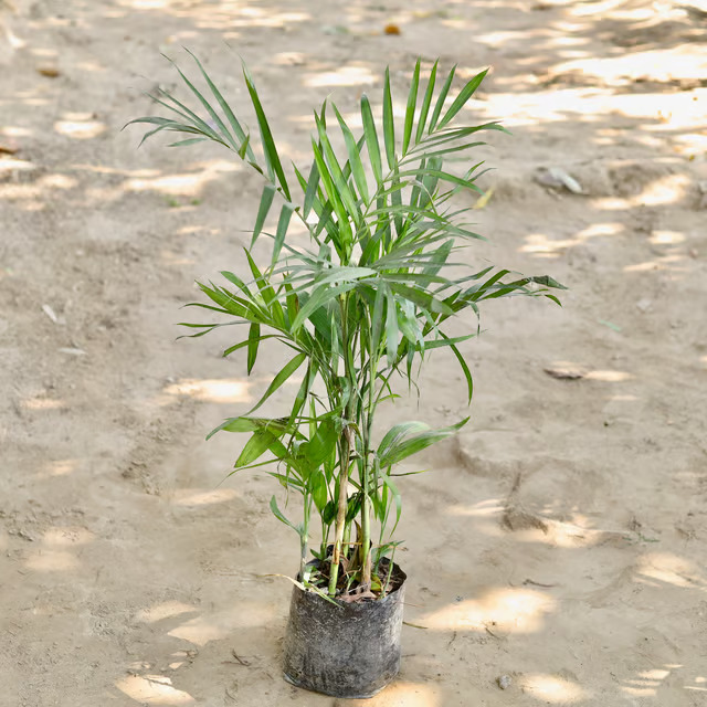 bamboo plant