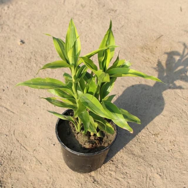 bamboo plant