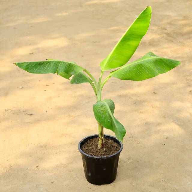 banana plant