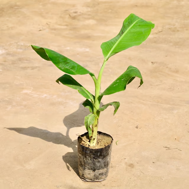banana plant 1