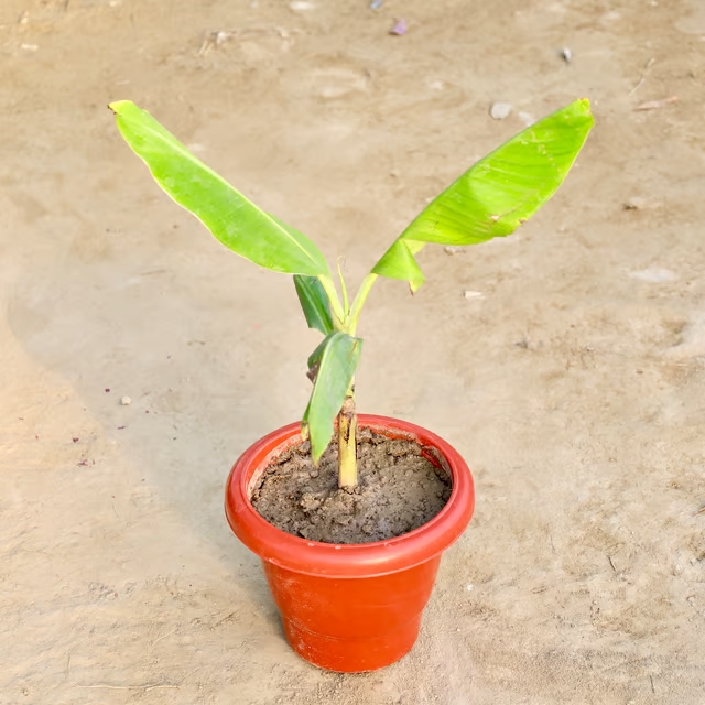banana plant 2