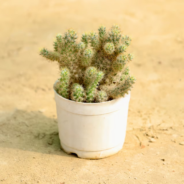 cactus plant