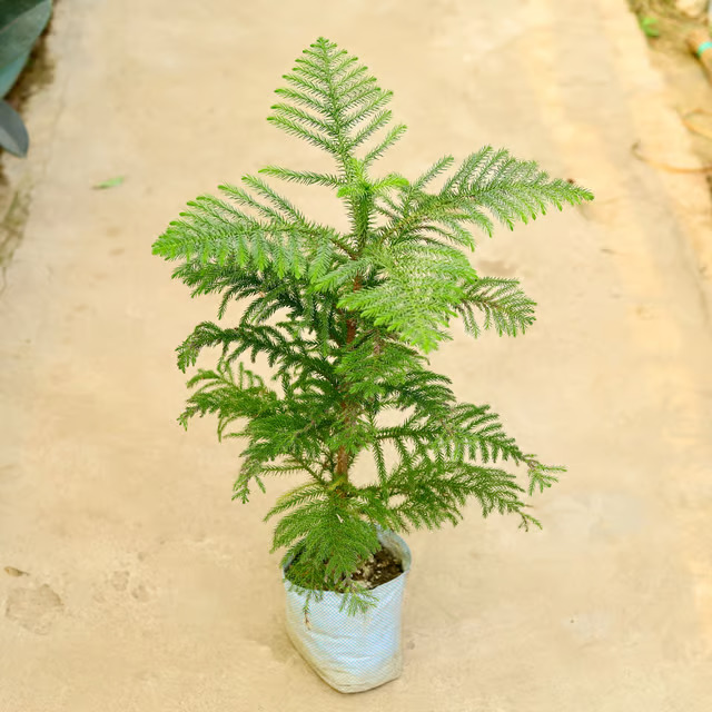 christmas plant