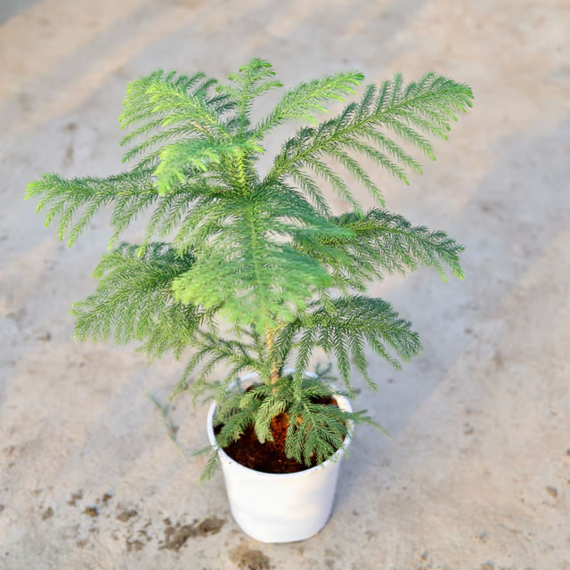 christmas plant