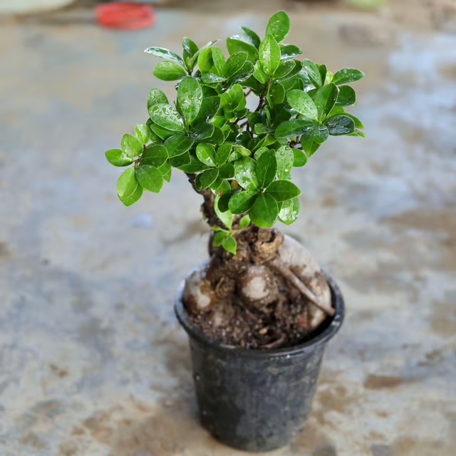 ficus plant