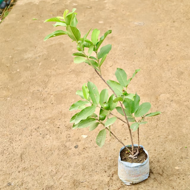 guava plant 1