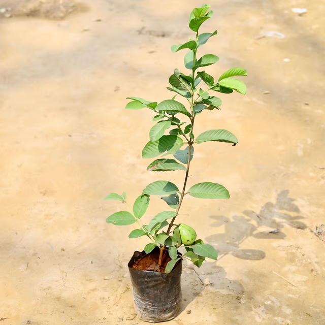 guava plant 2