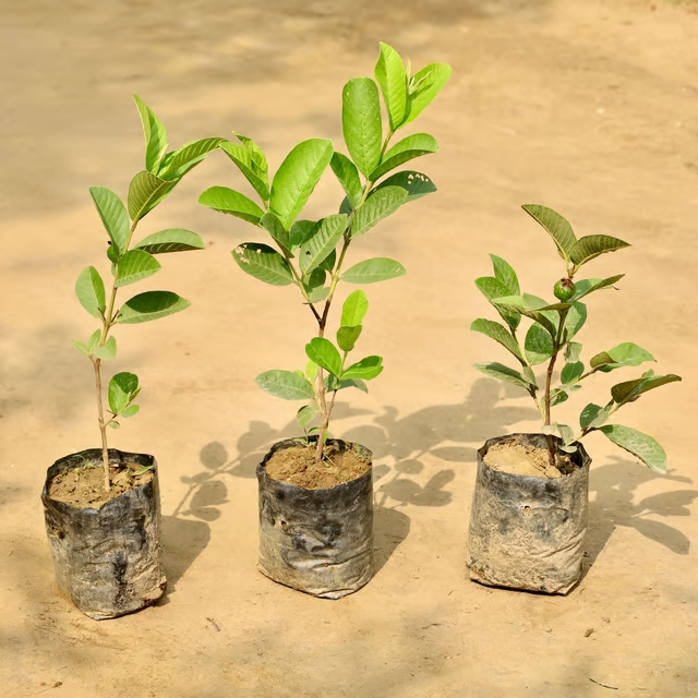 guava plant 3