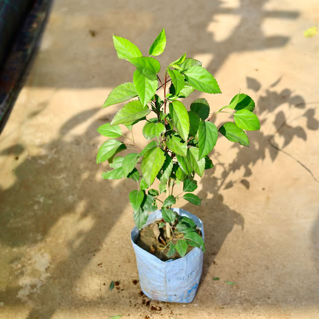 hibiscus plant