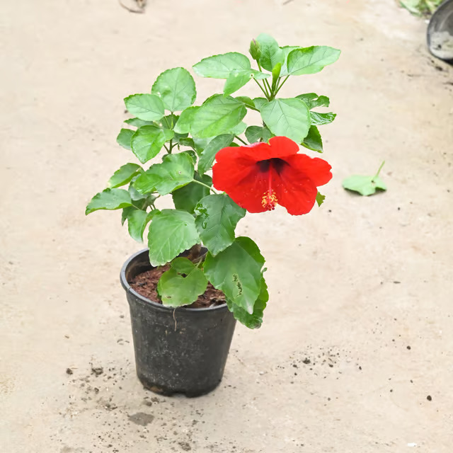 hibiscus plant 2