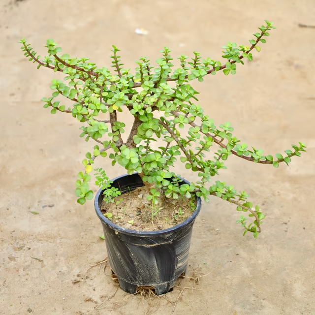 jade plant