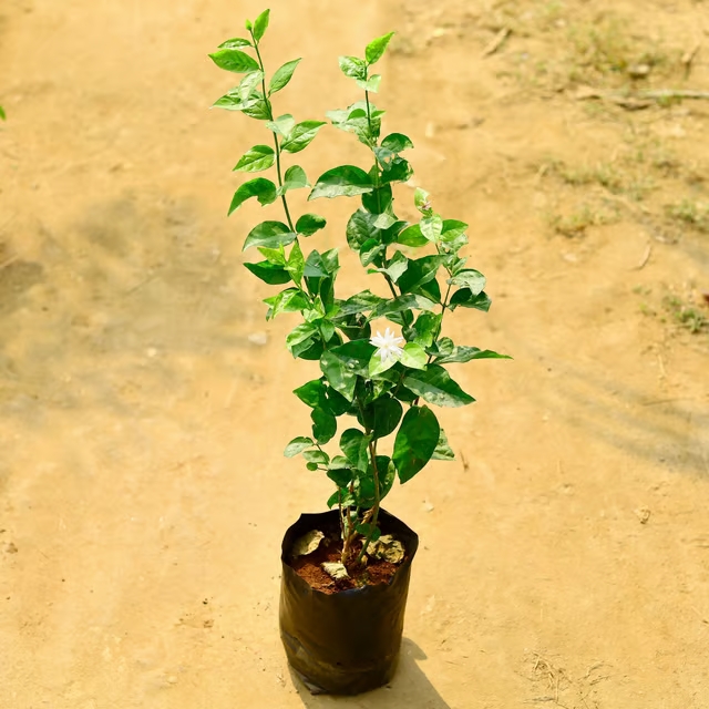 jasmine plant