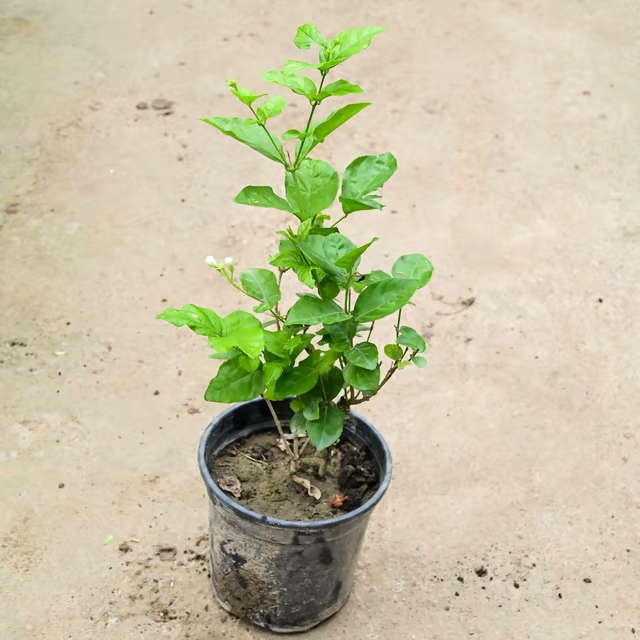 jasmine plant 2