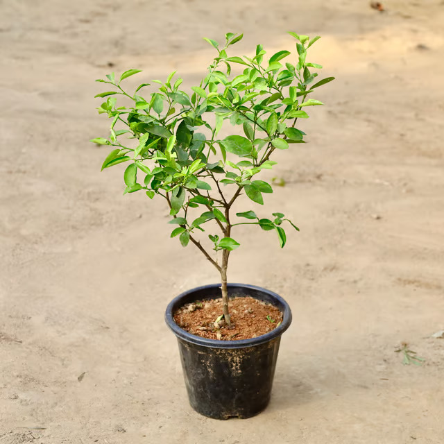 lemon plant