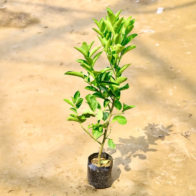 lemon plant