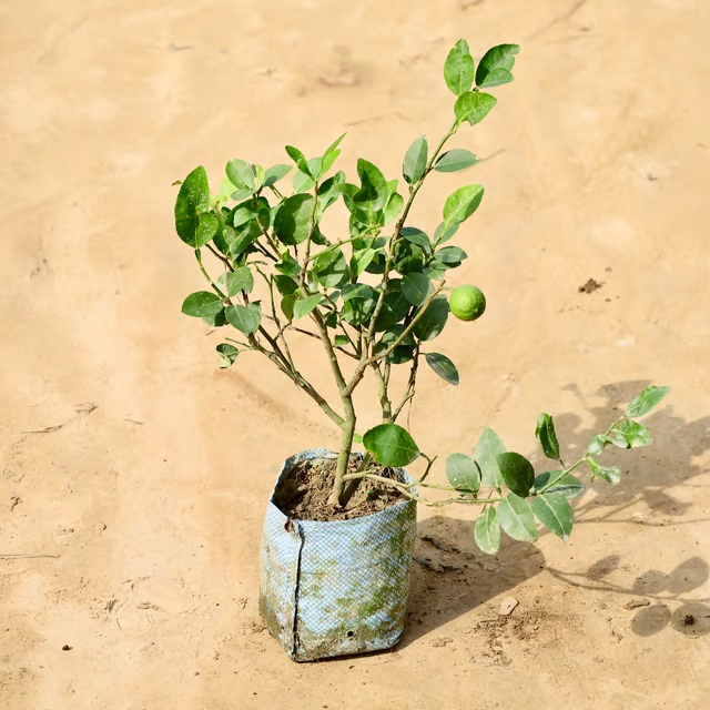 lemon plant