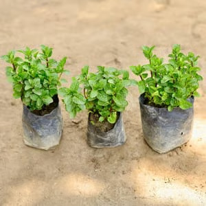 mint plant