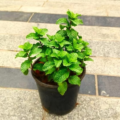 mint plant