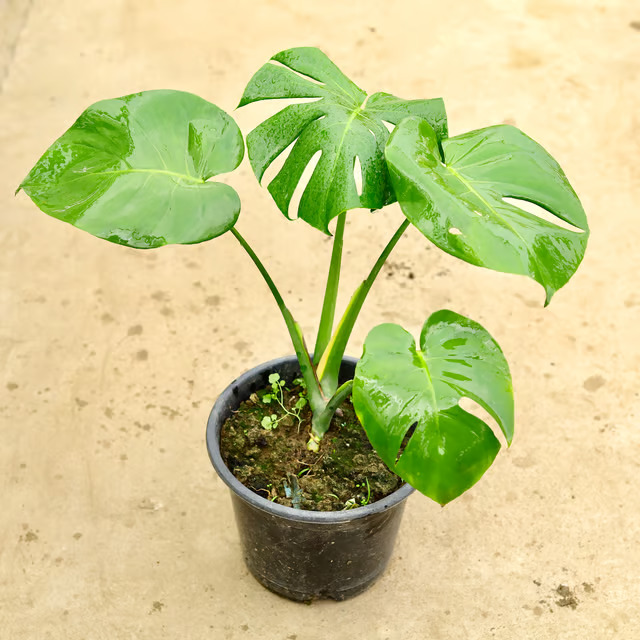monstera plant