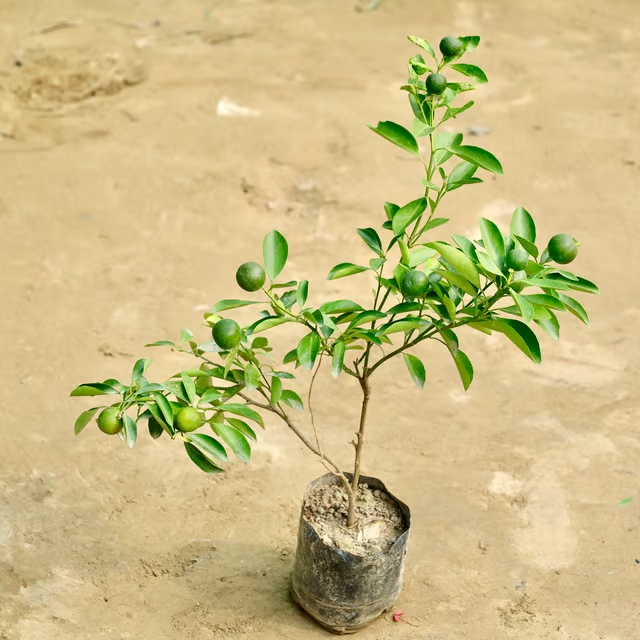 orange plant