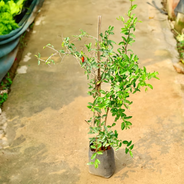 pomegranate plant