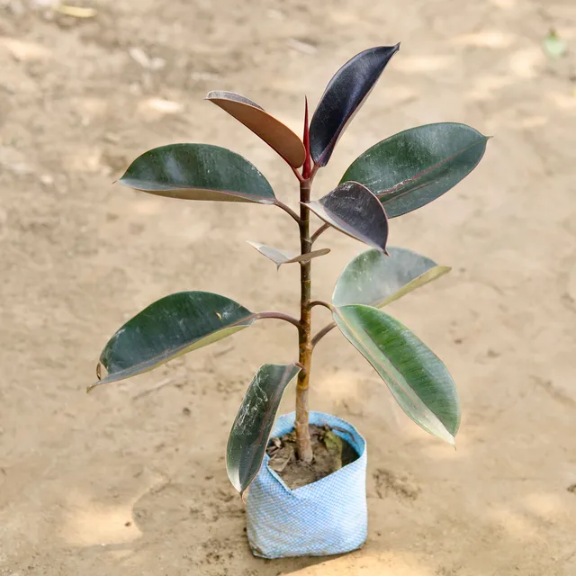 Rubber plant