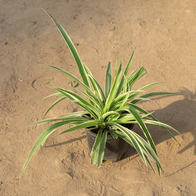 spider plant