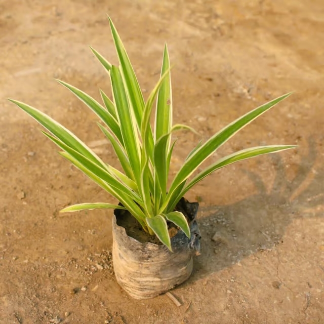 spider plant