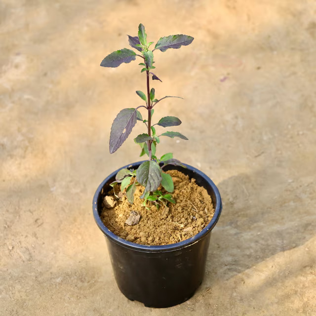 tulsi plant