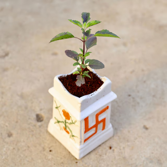 tulsi plant
