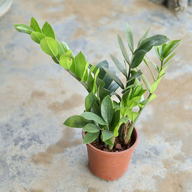 zz plant