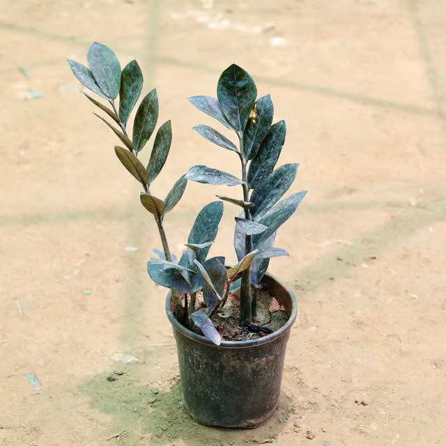 zz plant